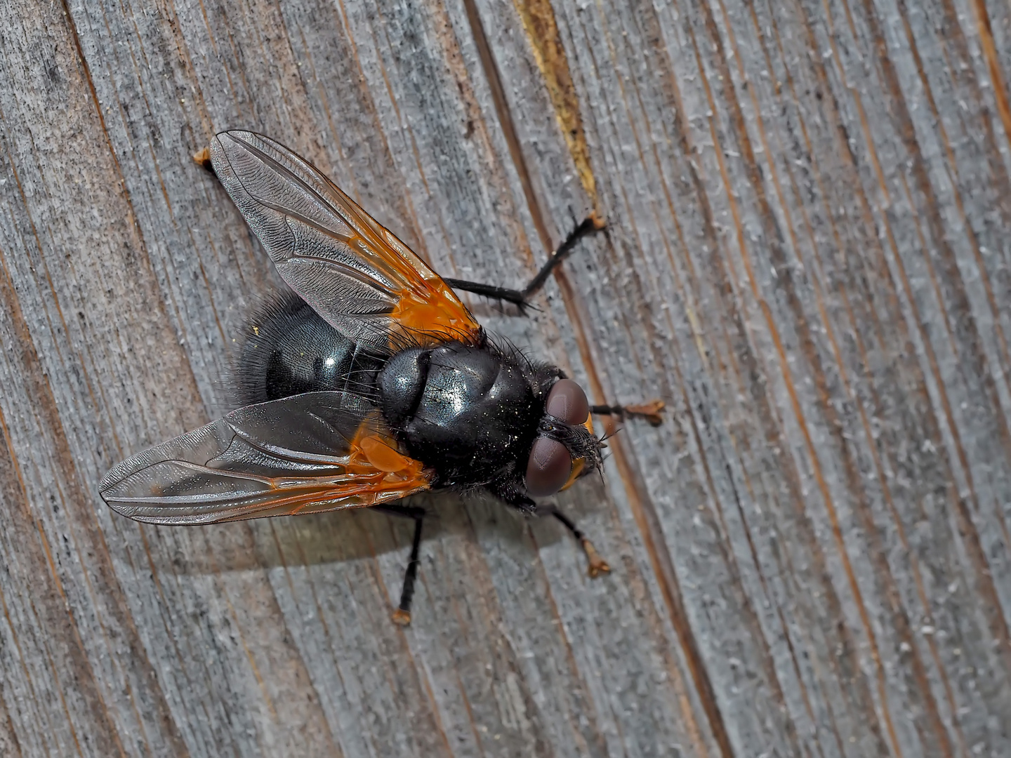 Rinderfliege (Mesembrina meridiana), männlich - La mouche Mesembrina meridiana...