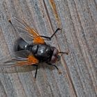 Rinderfliege (Mesembrina meridiana), männlich - La mouche Mesembrina meridiana...