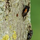 Rinderfliegen beim Sonnenbad