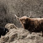 Rinderfütterung in der Natur
