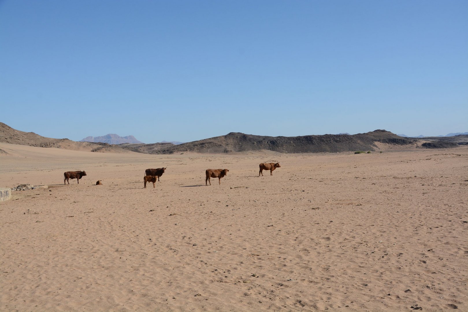 Rinderhaltung in Namibia -- Bald auch bei uns ???