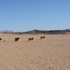 Rinderhaltung in Namibia -- Bald auch bei uns ???
