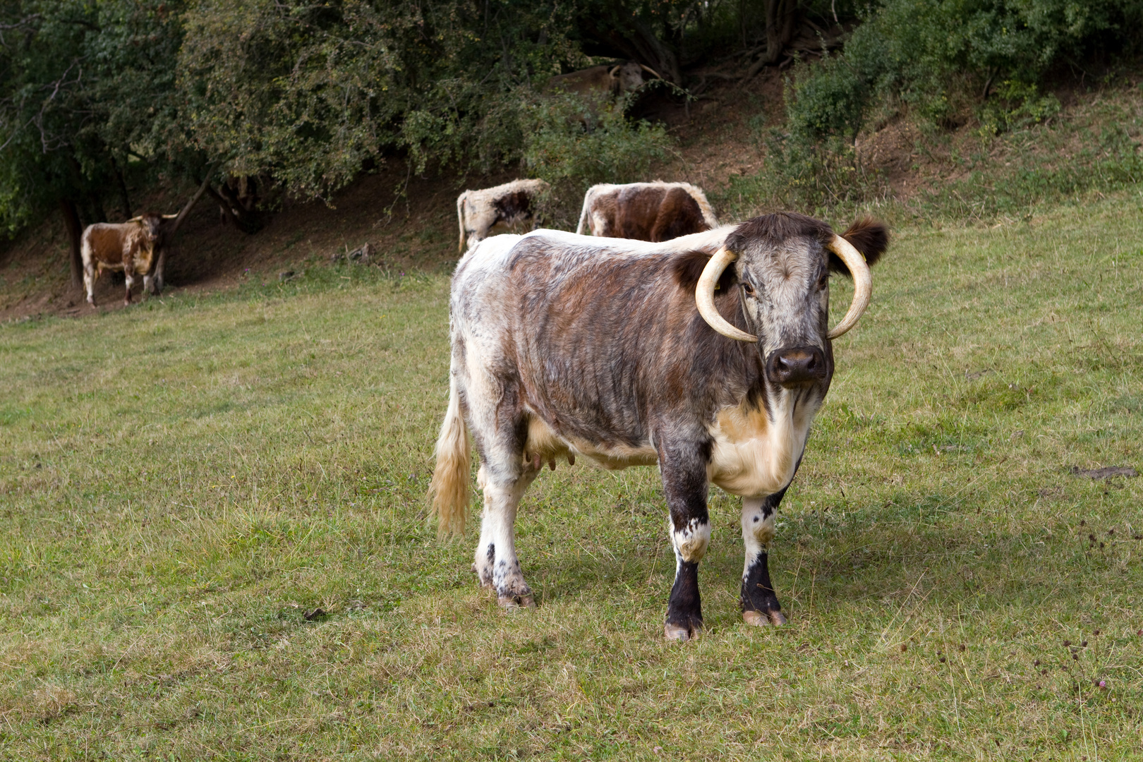 Rinderherde am Handjesberg