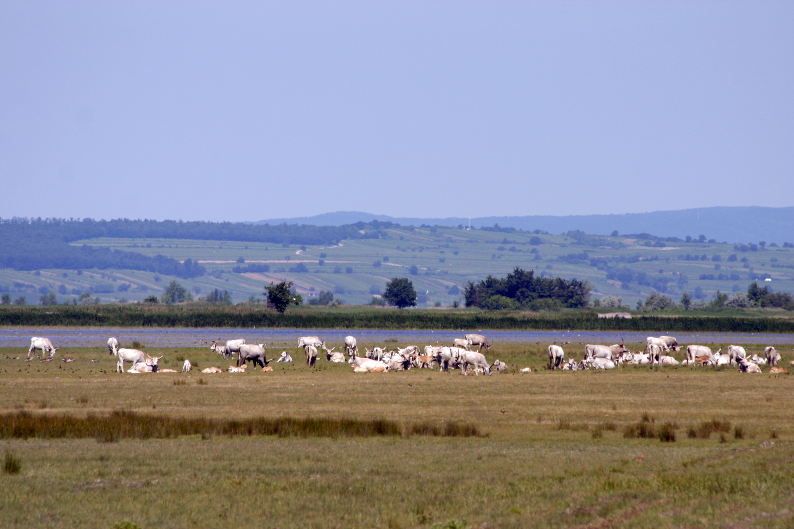 Rinderherde am Neusiedler See