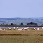 Rinderherde am Neusiedler See