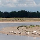 Rinderherde an der Loire,