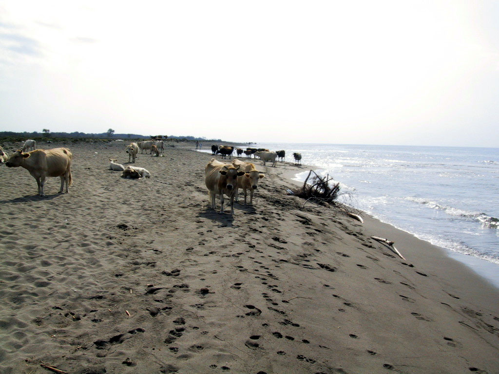 Rinderherde beim Sonnenbad am FKK-Strand