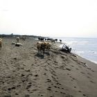 Rinderherde beim Sonnenbad am FKK-Strand