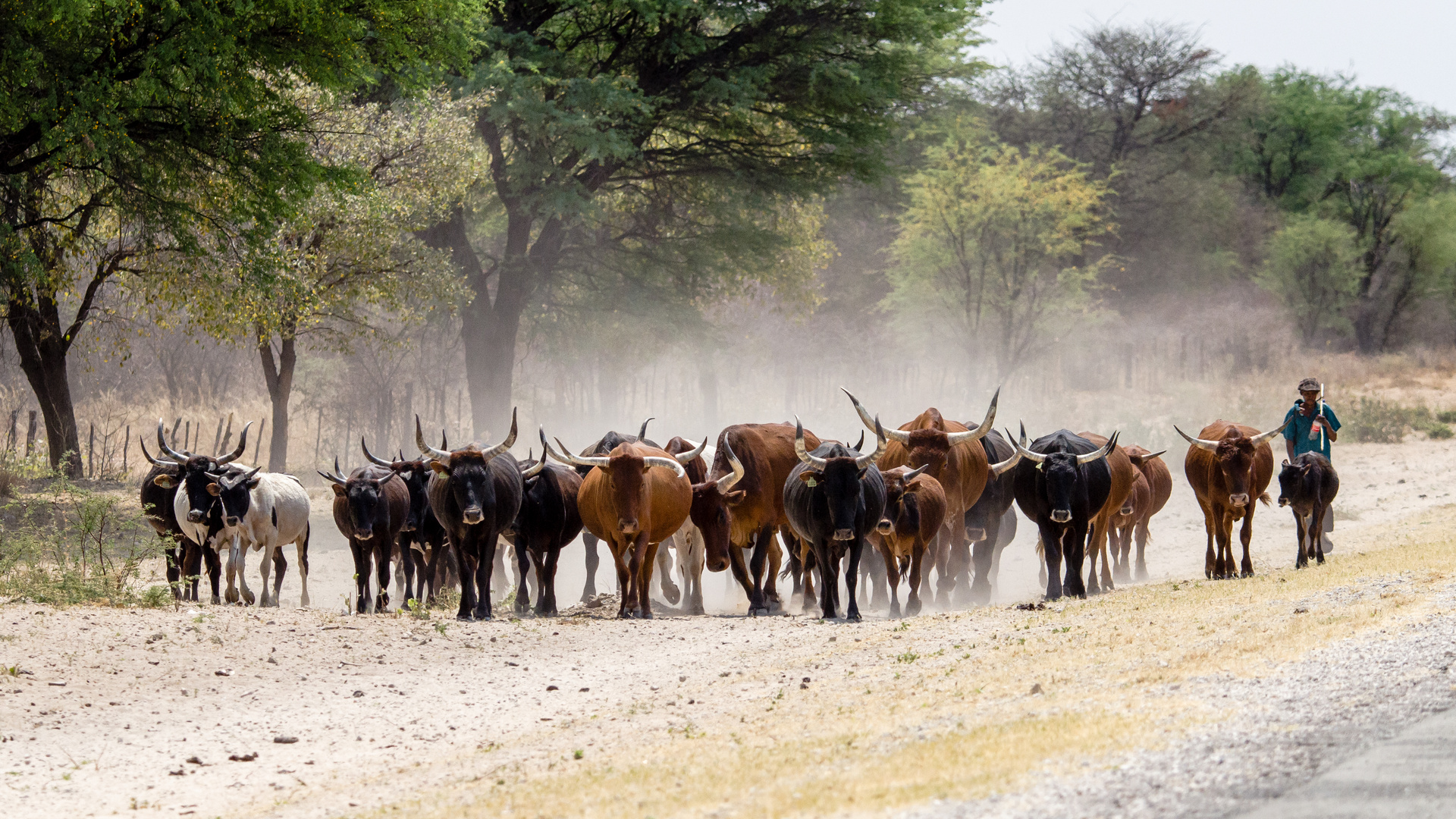 Rinderherde im Caprivi