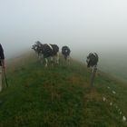 Rinderherde im Morgentau
