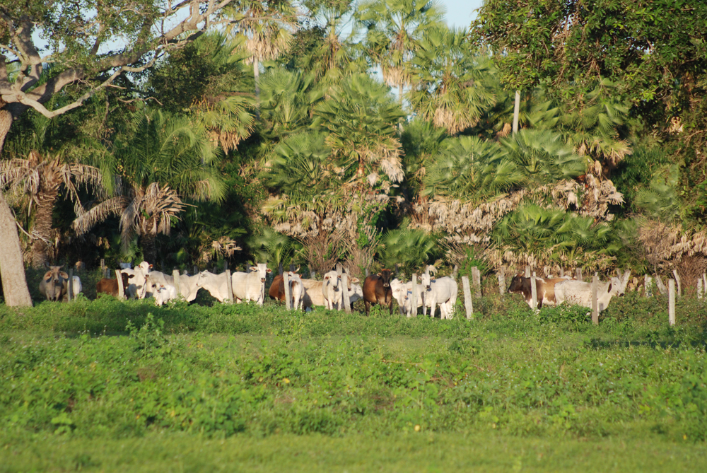 Rinderherde im Pantanal