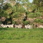 Rinderherde im Pantanal