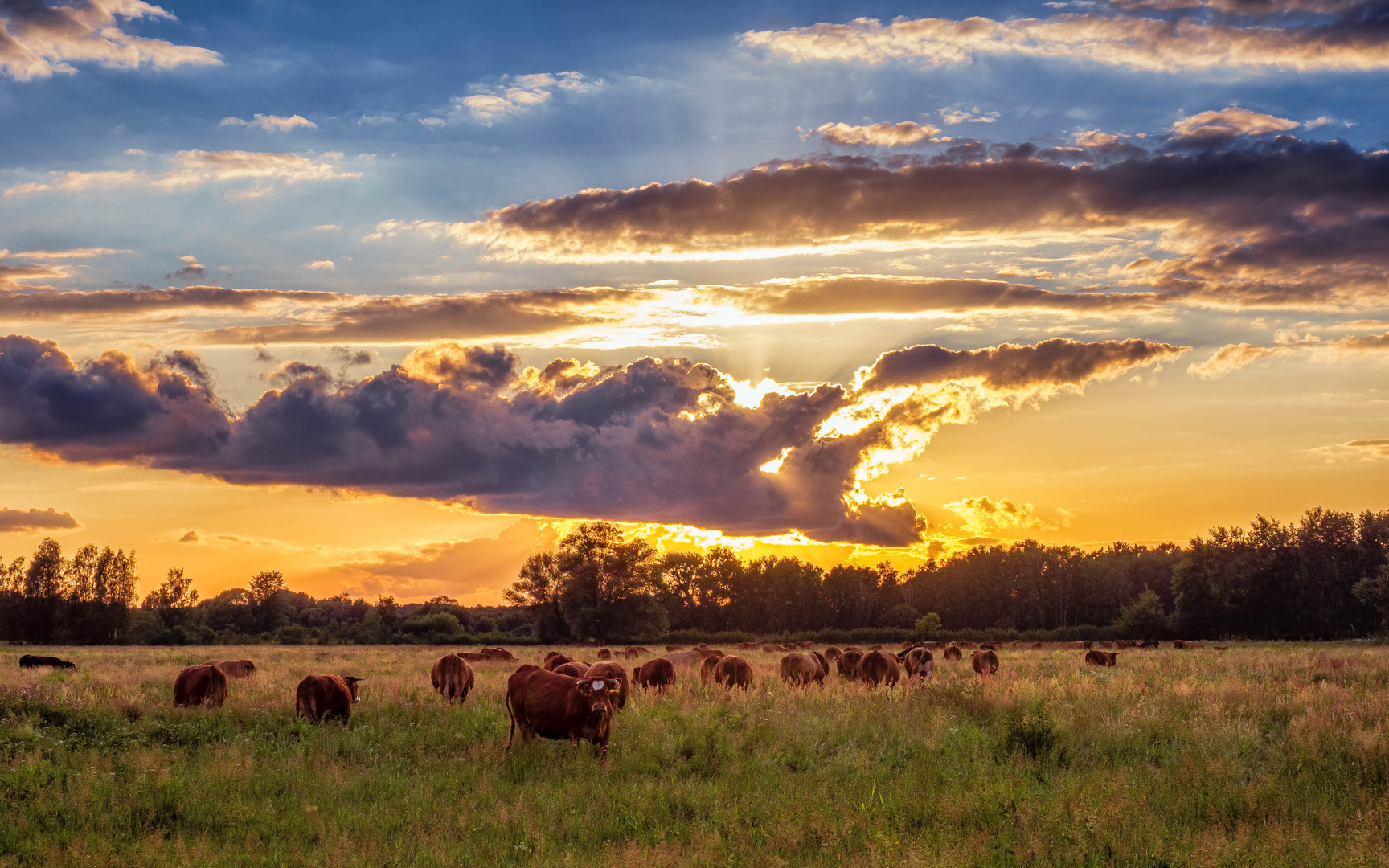 Rinderherde in der Abendsonne