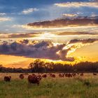 Rinderherde in der Abendsonne