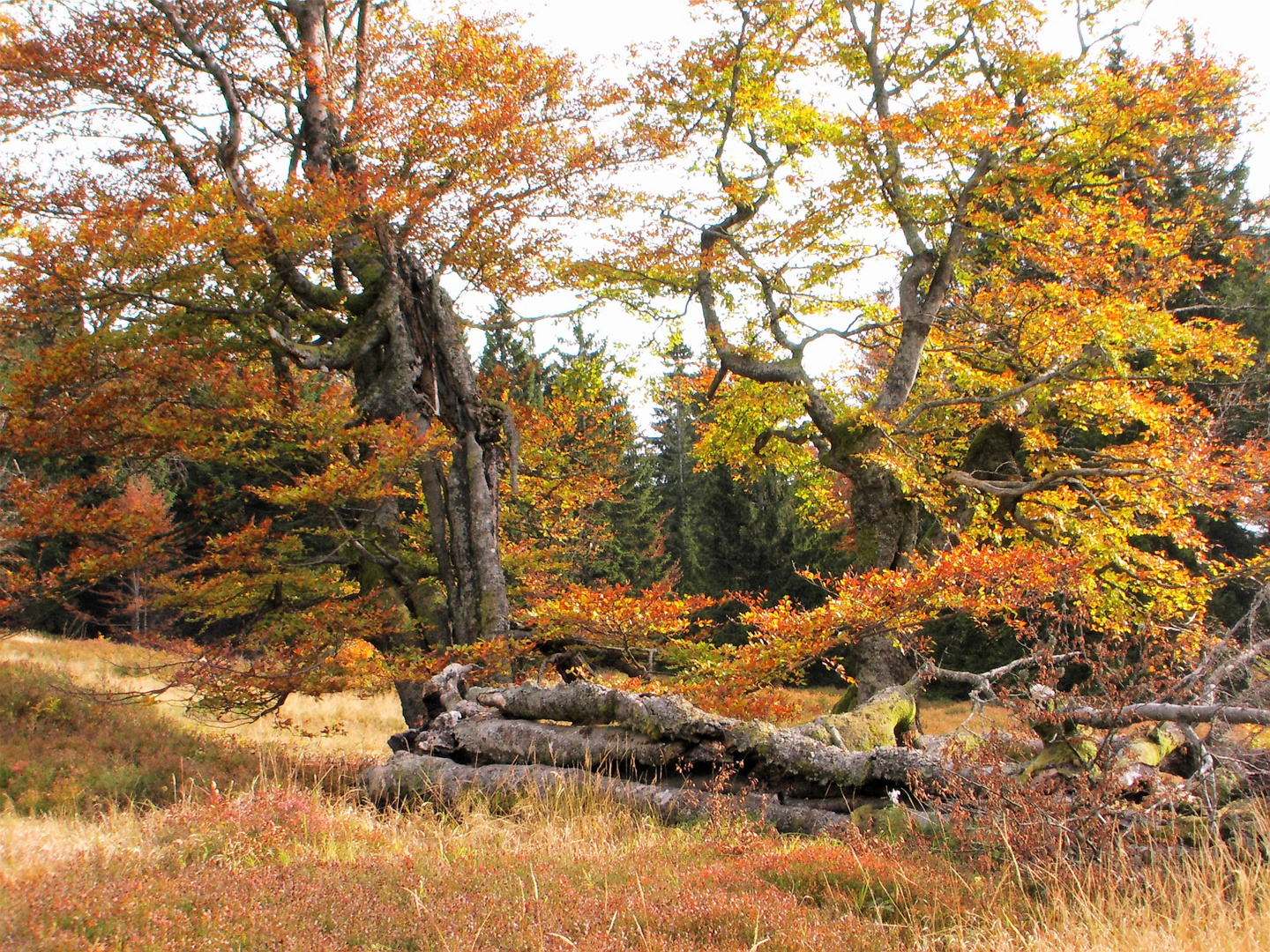 Rindlschachten im Oktober