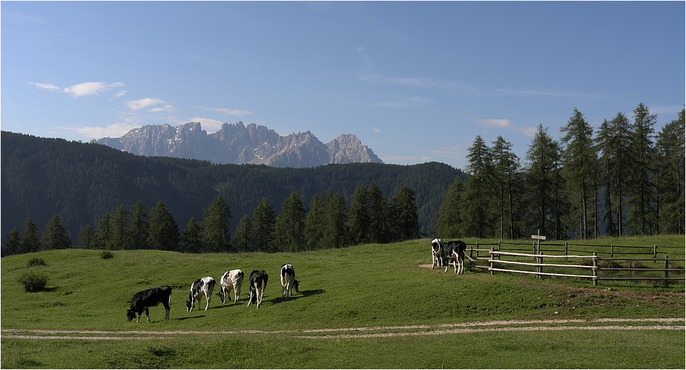 Rindviecher am Wuhnleger