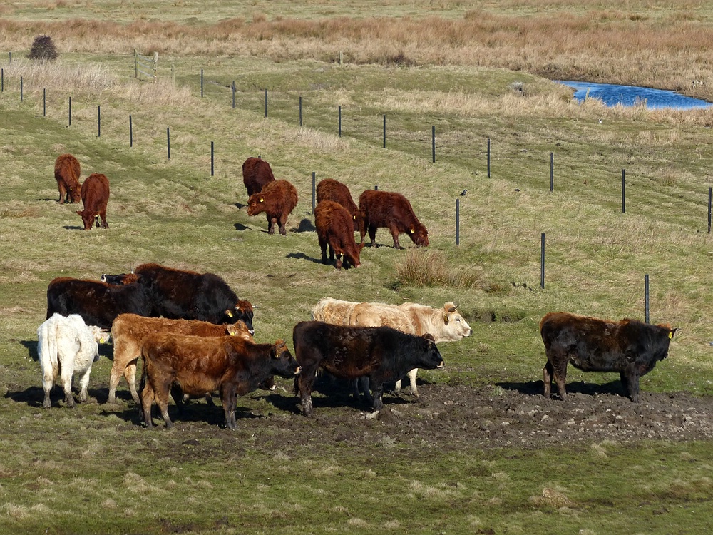 Rindviecher auf Borkum