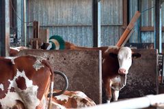Rindviecher bei der Milchproduktion