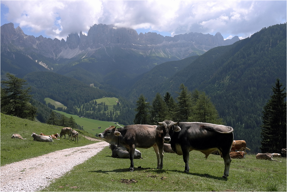 Rindviecher bei St.Zyprian