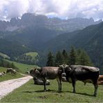 Rindviecher bei St.Zyprian