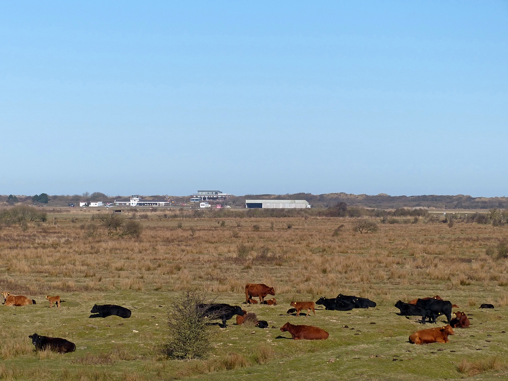 Rindviecher vor dem Airport