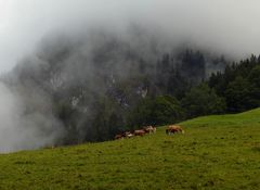 Rindviecher vor Nebel