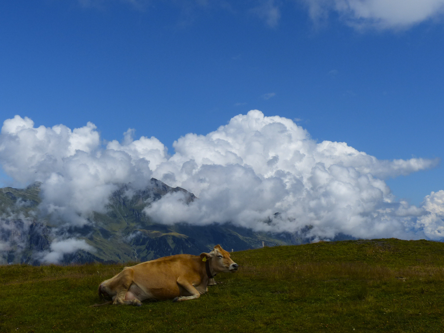 Rindvieh in den Schweizer Alpen müßte man sein