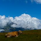 Rindvieh in den Schweizer Alpen müßte man sein