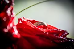 Ring auf Rose