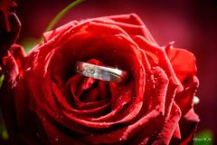 Ring auf Rose