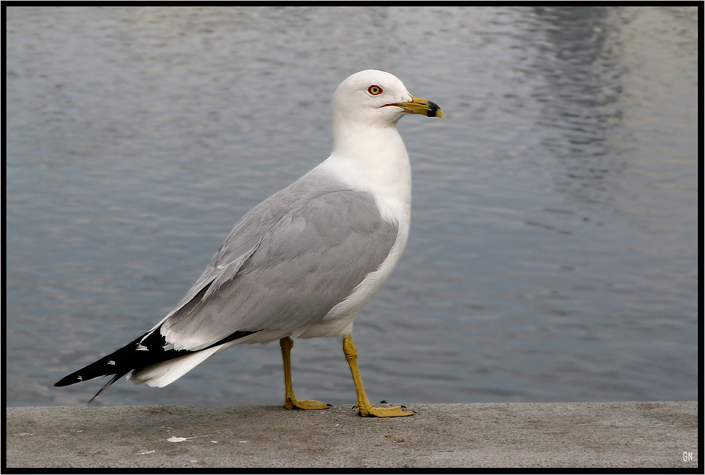 Ring-billed Gull