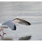 Ring-billed Gull