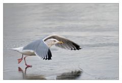 Ring-billed Gull