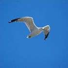 Ring-billed Gull