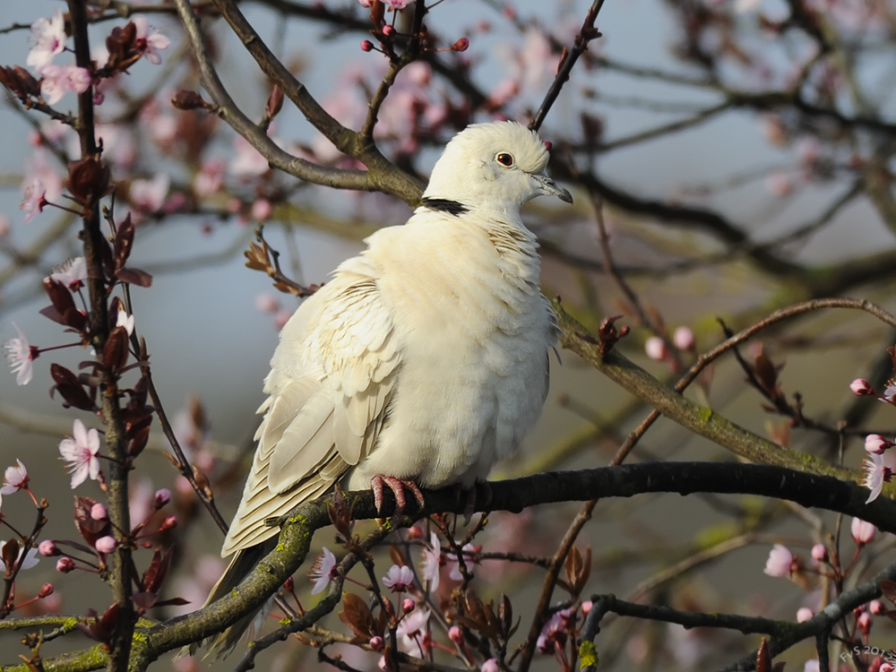 Ring-necked Dove