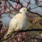 Ring-necked Dove