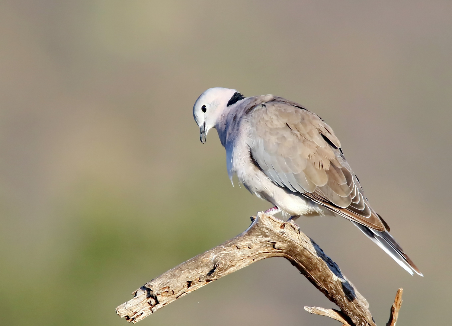 Ring-necked Dove (Streptopelia capicola