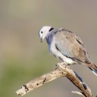 Ring-necked Dove (Streptopelia capicola