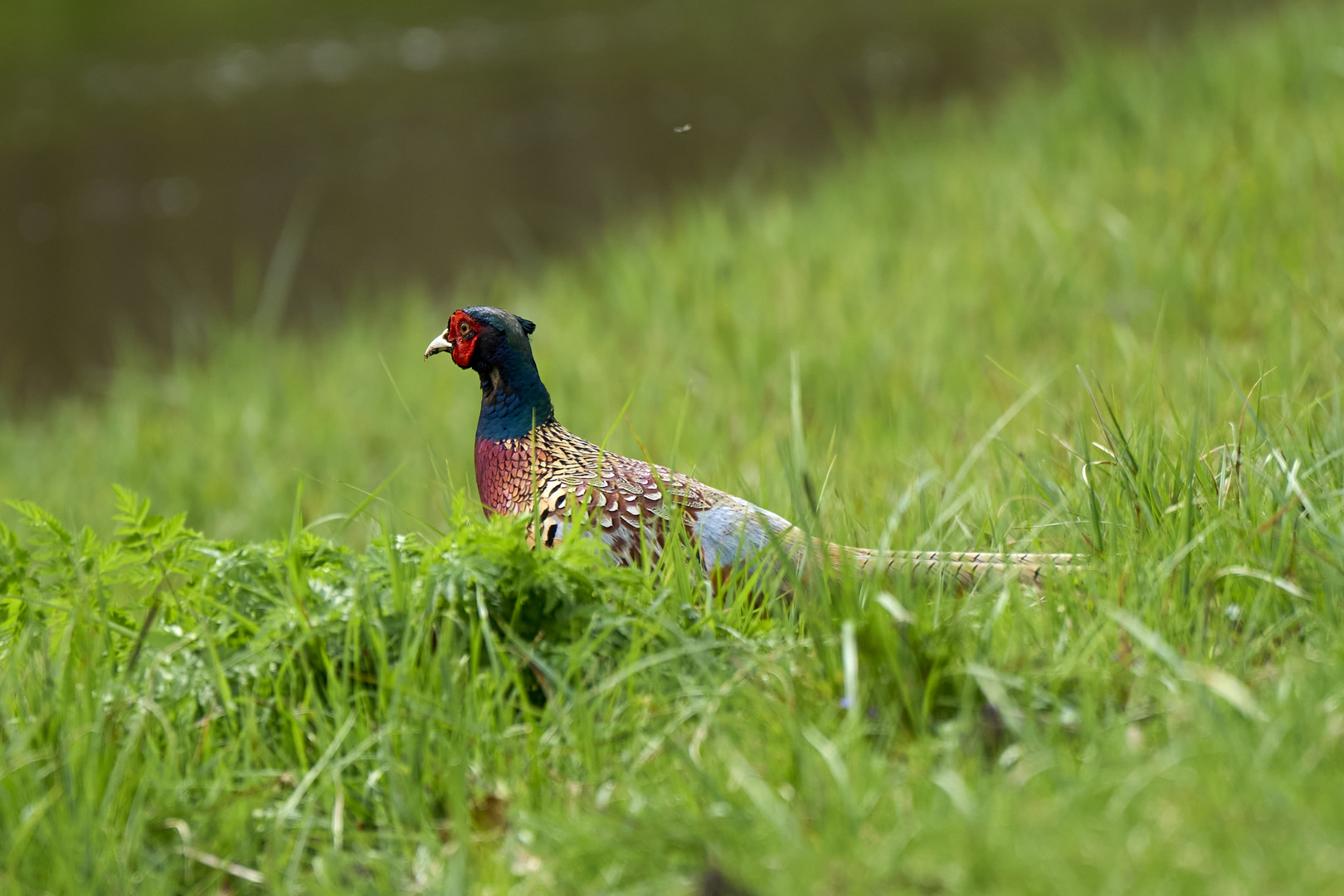 Ring-necked Pheasant