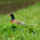 Ring-necked Pheasant