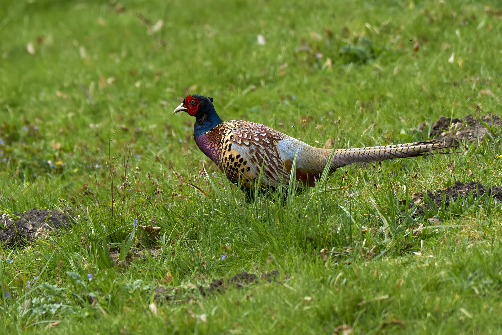 Ring-necked Pheasant