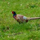 Ring-necked Pheasant