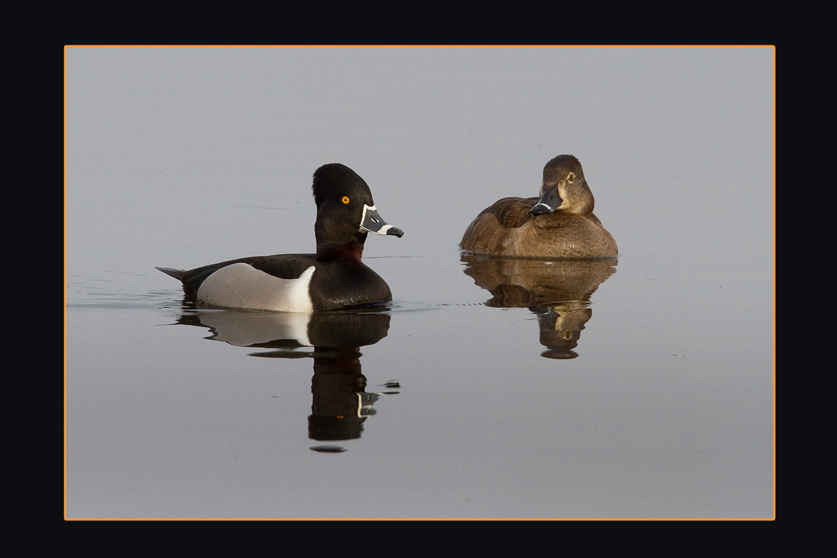 Ring Necks