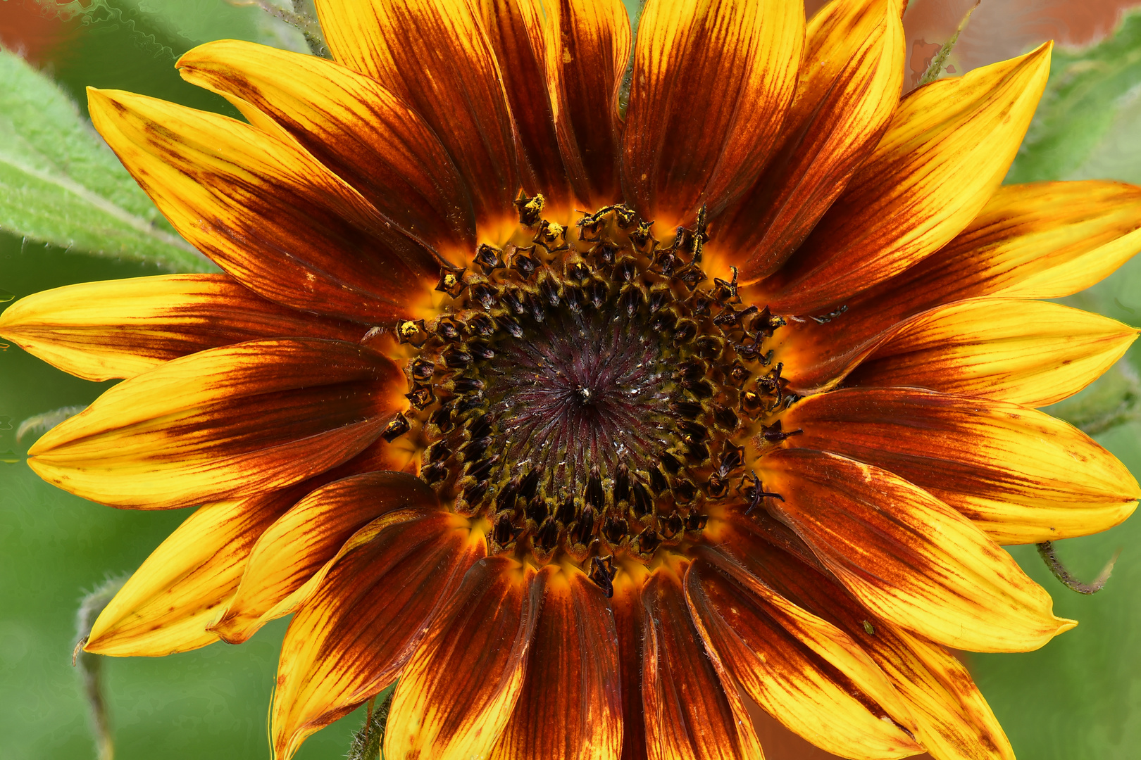 "Ring of Fire" Sonnenblume