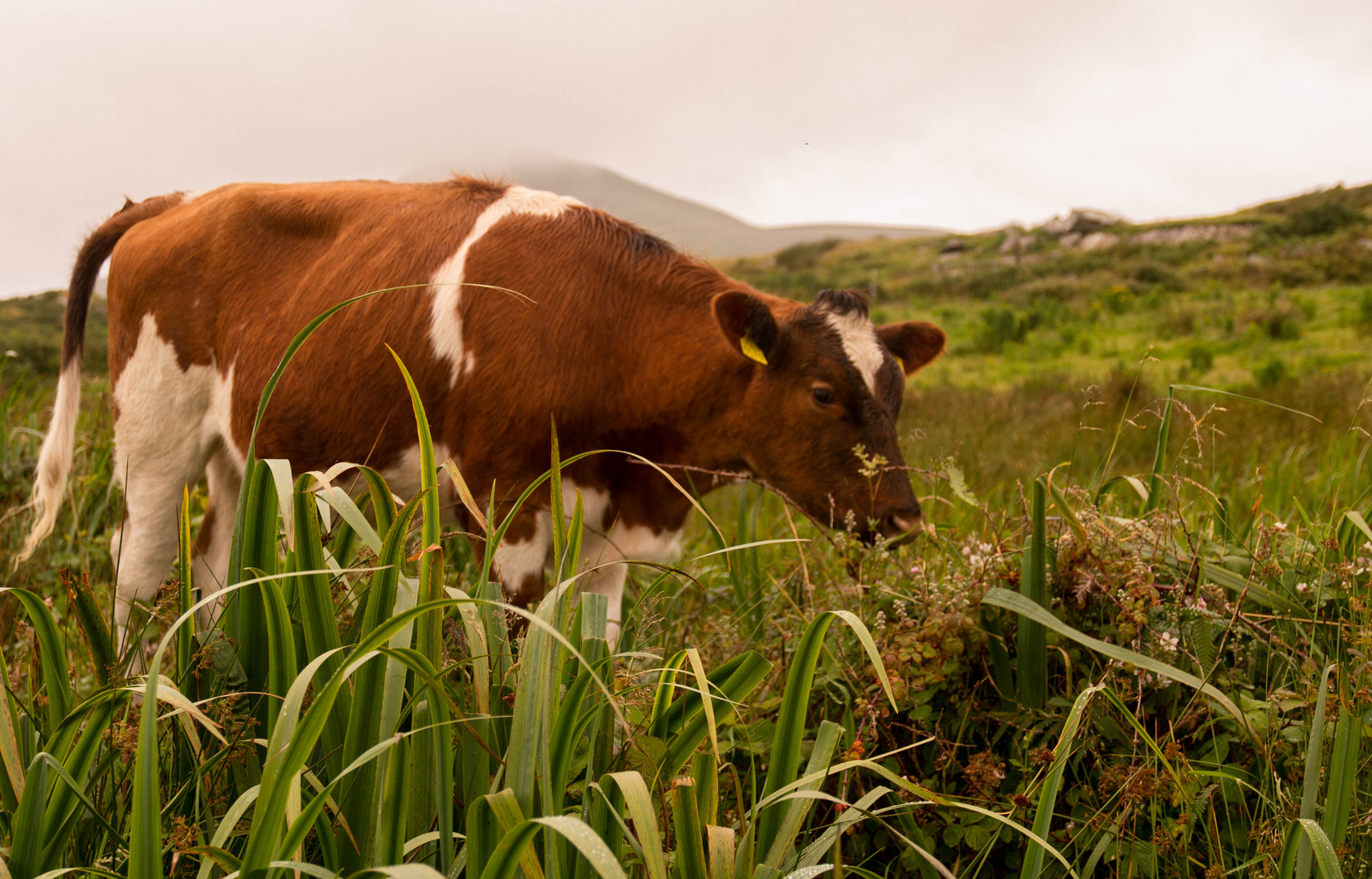 Ring of Kerry