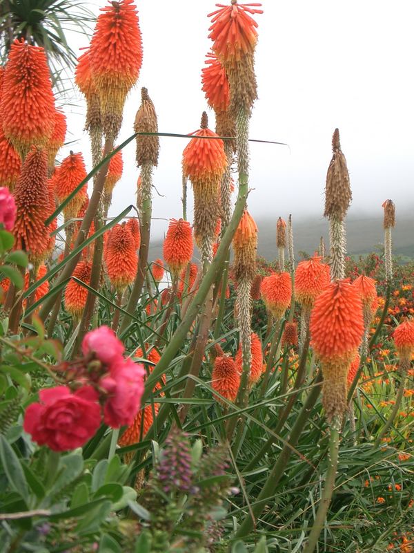 Ring of Kerry "Lovely flowers"