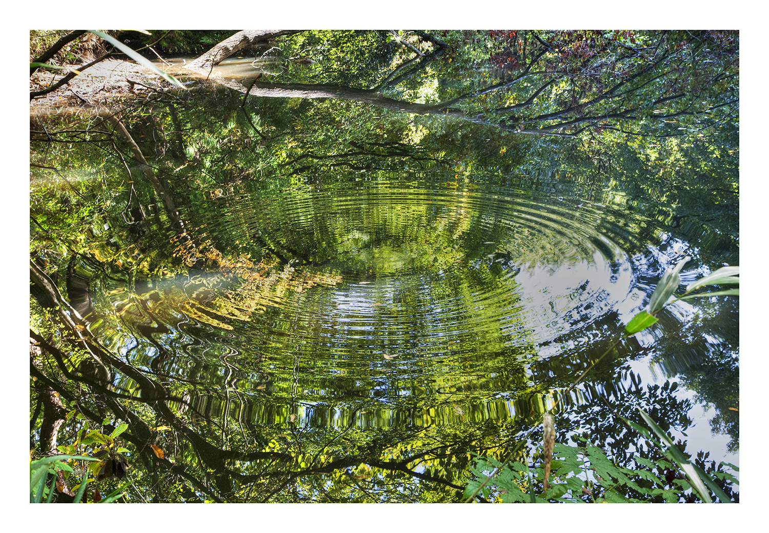 Ring on the water