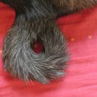 Ring tail