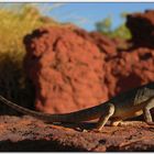 Ring Tailed Dragon (Ctenophorus caudicinctus)