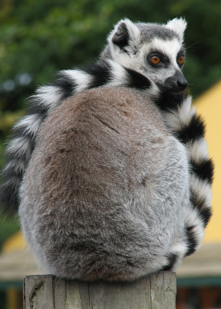 Ring Tailed Lemur